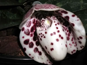 Bild von Paphiopedilum bellatulum 1